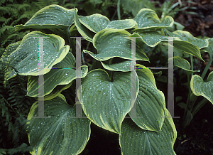 Picture of Hosta fluctuans 'Sagae'