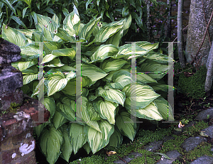 Picture of Hosta  'Fortunei Albopicta'