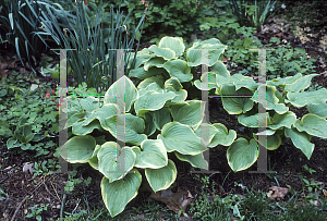 Picture of Hosta  'Fragrant Bouquet'