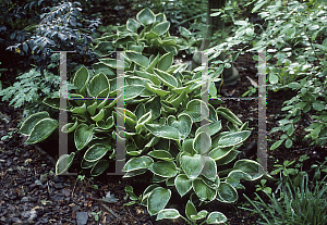 Picture of Hosta fortunei 'Francee'