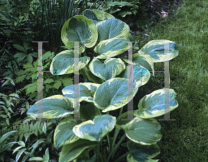 Picture of Hosta sieboldiana 'Frances Williams'