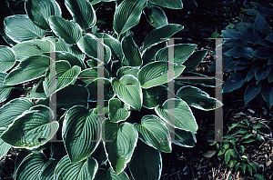 Picture of Hosta  'Frosted Jade'