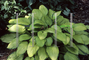 Picture of Hosta  'Gold Standard'