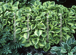 Picture of Hosta  'Golden Tiara'