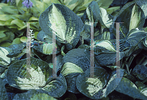 Picture of Hosta  'Great Expectations'