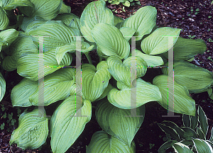 Picture of Hosta  'Guacamole'