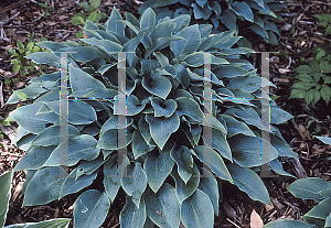 Picture of Hosta  'Harmony'