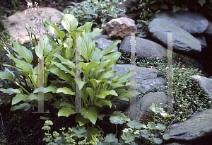 Picture of Hosta  'Hoosier Harmony'