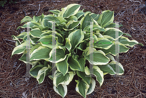 Picture of Hosta  'Iron Gate Delight'