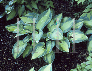 Picture of Hosta  'June'