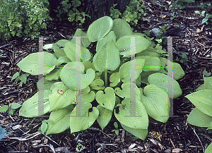 Picture of Hosta  'King Tut'