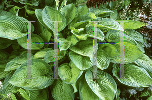 Picture of Hosta  'Paradigm'