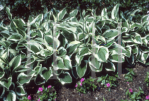 Picture of Hosta fortunei 'Patriot'