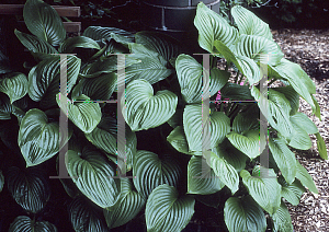 Picture of Hosta plantaginea 'Grandiflora'