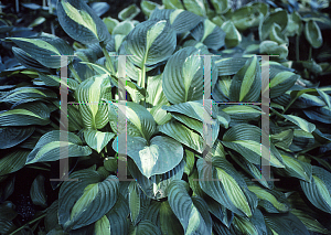 Picture of Hosta plantaginea 'Radiance'