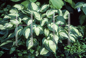 Picture of Hosta  'Reversed'