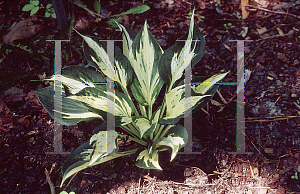 Picture of Hosta  'Revolution'