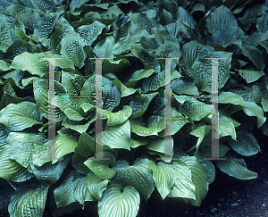 Picture of Hosta  'Royal Standard'