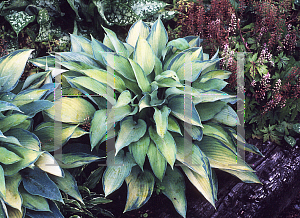 Picture of Hosta  'Katherine Lewis'