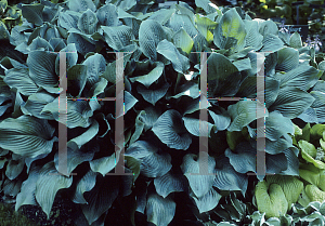 Picture of Hosta  'Krossa Regal'