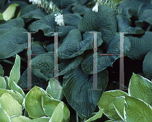 Picture of Hosta  'Lady in Waiting'