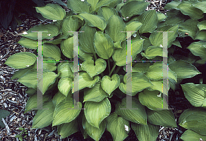 Picture of Hosta  'Midwest Magic'