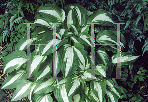 Picture of Hosta  'Night Before Christmas'