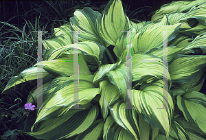 Picture of Hosta  'On Stage'