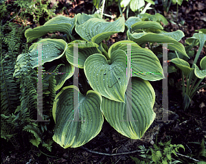 Picture of Hosta fluctuans 'Sagae'