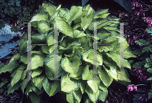 Picture of Hosta  'September Sun'