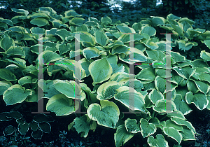 Picture of Hosta  'Shade Fanfare'