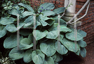 Picture of Hosta sieboldiana 'Elegans'