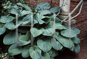 Picture of Hosta sieboldiana 'Elegans'