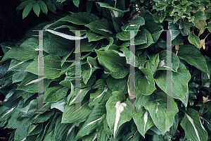 Picture of Hosta  'Skunk'