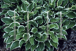 Picture of Hosta  'So Sweet'