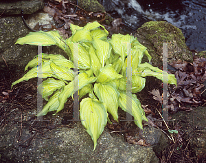 Picture of Hosta  'Spritzer'