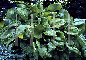 Picture of Hosta  'Sum & Substance'