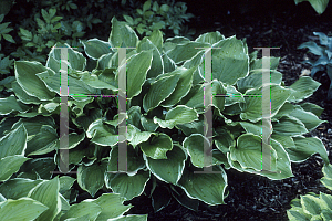 Picture of Hosta  'Summer Fragrance'