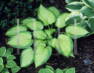 Picture of Hosta  'Summer Serenade'