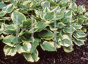 Picture of Hosta ventricosa 'Aureomarginata'