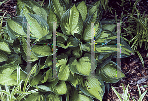 Picture of Hosta  'Whirlwind'