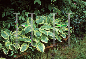 Picture of Hosta  'Wide Brim'