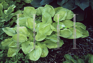 Picture of Hosta  'Zounds'