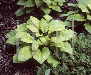 Picture of Hosta  'Zounds'