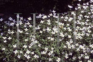 Picture of Houstonia caerulea 