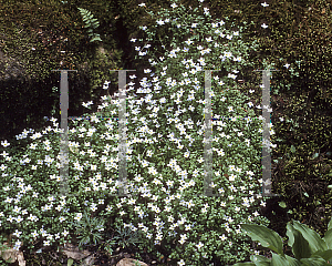 Picture of Houstonia caerulea 