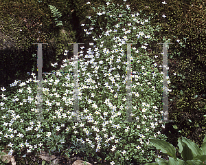 Picture of Houstonia caerulea 