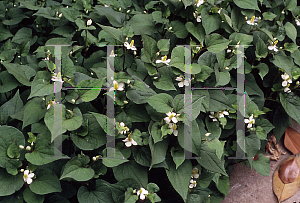 Picture of Houttuynia cordata 