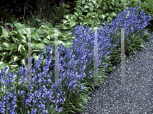 Picture of Hyacinthoides hispanica 