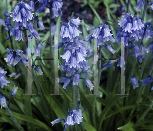 Picture of Hyacinthoides hispanica 